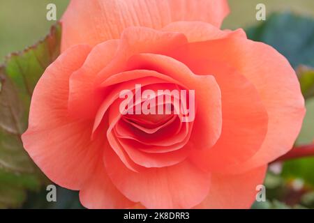 Begonia „Non-Stop Pink“ Stockfoto