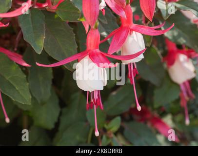 Fuchsia 'Alice Hoffmann' Stockfoto