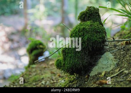 Schönes helles grünes Moos, das erwachsen ist, bedeckt die rauen Steine im Wald Stockfoto