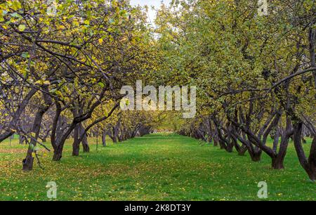 Apfelbäume mit gelben Blättern in einem Herbstgarten. Stockfoto