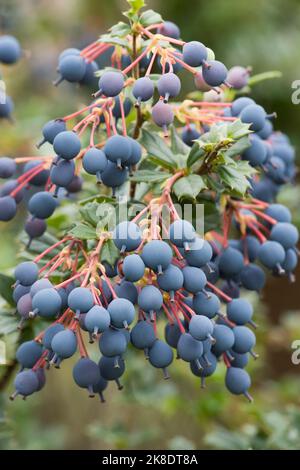 Berberis darwinii Beeren, Berberitze Stockfoto