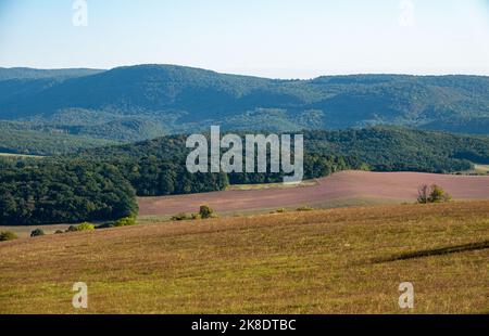 Schöne orange und rot Herbst Wald Stockfoto