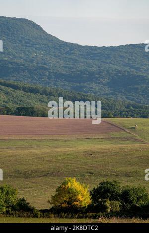 Gelbe und grüne Bäume im Herbst in Ungarn Stockfoto
