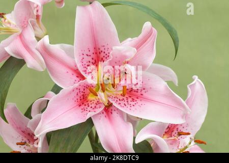 Orientalische Lilie 'Mona Lisa', Lilium Stockfoto