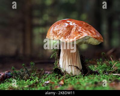 Der einzelne große Pilz, der Steinpilz edulis, wächst durch das Moos im Wald Stockfoto