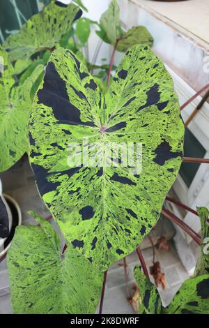 Alocasia, Alocasia mohito oder Mojito Alocasia oder tricolor Alocasia oder schwarz-grünes Blatt im Garten Stockfoto