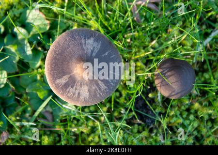Draufsicht auf Pilze Stockfoto