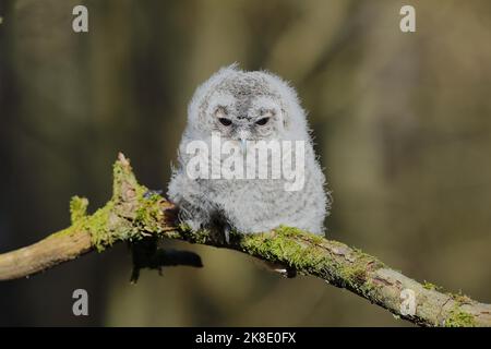 Waldkauz (Strix aluco), Verzweigung auf moosbedeckten Ast, Siegerland, Nordrhein-Westfalen, Deutschland Stockfoto