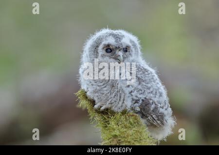 Waldkauz (Strix aluco), verzweigt auf mit Moos bewachsenem Totholz, Siegerland, Nordrhein-Westfalen, Deutschland Stockfoto