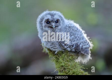 Waldkauz (Strix aluco), verzweigt auf mit Moos bewachsenem Totholz, Siegerland, Nordrhein-Westfalen, Deutschland Stockfoto