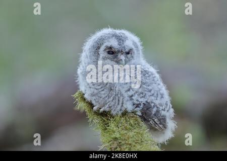 Waldkauz (Strix aluco), verzweigt auf mit Moos bewachsenem Totholz, Siegerland, Nordrhein-Westfalen, Deutschland Stockfoto