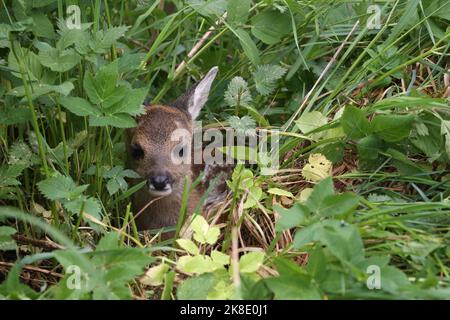 Europäisches Reh (Capreolus capreolus) einige Tage altes Rehwild, das im Gras versteckt liegt, Allgäu, Bayern, Deutschland Stockfoto