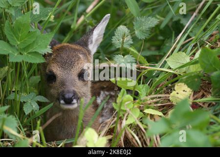 Europäisches Reh (Capreolus capreolus) einige Tage altes Rehwild, das im Gras versteckt liegt, Allgäu, Bayern, Deutschland Stockfoto