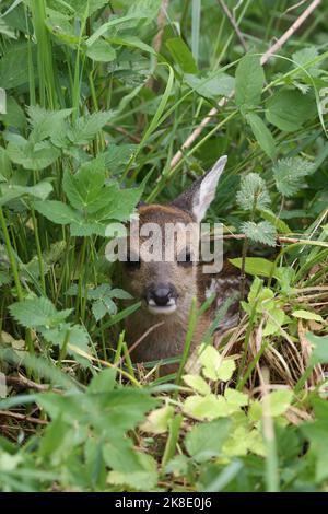 Europäisches Reh (Capreolus capreolus) einige Tage altes Rehwild, das im Gras versteckt liegt, Allgäu, Bayern, Deutschland Stockfoto