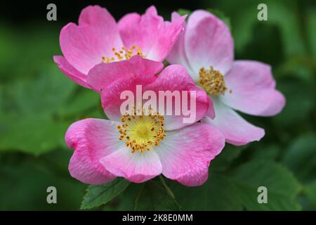 Süßer Briar (Rosa rubiginosa) Allgäu, Bayern, Deutschland Stockfoto