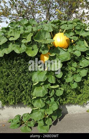 Kürbisse (Cucurbita), die über einer Thuja-Hecke wachsen, Allgäu, Bayern, Deutschland Stockfoto