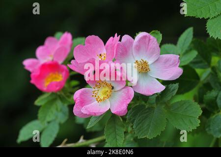 Süßer Briar (Rosa rubiginosa) Allgäu, Bayern, Deutschland Stockfoto