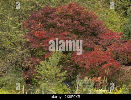 Fan Ahorn (Acer palmatum Atropurpureum) in herbstlichem Rot Stockfoto