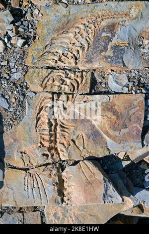 Ca. 300 Millionen Jahre alte Fossilien von Mesosaurus tenuidens in der Nähe von Keetmanshoop, Namibia Stockfoto