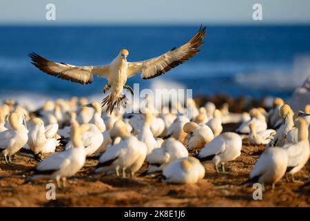 Cape Gannet (Morus capensis), Landung in Kolonie, Bird Island, Lamberts Bay, Western Cape, Westkap, Südafrika Stockfoto