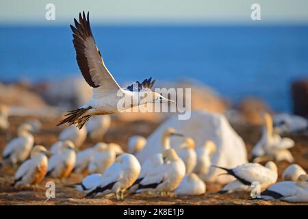 Cape Gannet (Morus capensis), Bird Island, Lamberts Bay, Western Cape, Western Cape, Südafrika Stockfoto