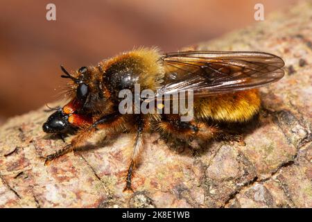 Gelbe Räuberfliege Gelbe Mordfliege mit Beute auf Baumstamm sitzen links suchen Stockfoto