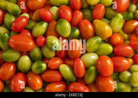 Tomate (Solanum lycopersicum) reifendes Obst verschiedener Farben in einer Gruppe, Suffolk, England, Vereinigtes Königreich Stockfoto