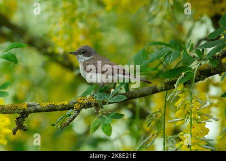 Kleiner Weißkehlchen, der auf dem Ast vor gelben Blüten und grünen Blättern sitzt, die nach links schauen Stockfoto