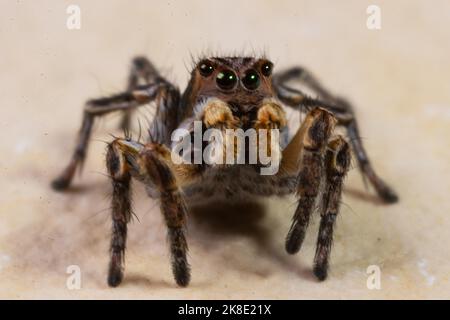 Die springende Spinne Aelurillus V-insignitus sitzt auf einer Steinplatte und blickt von vorne Stockfoto