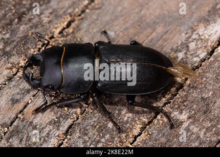 Lesser Stag Beetle sitzt auf einem Baumstamm und schaut nach links Stockfoto