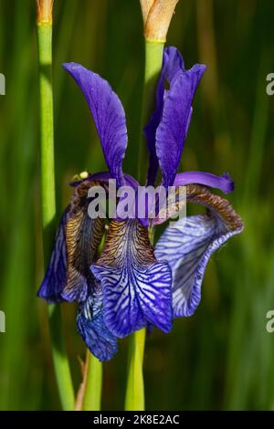 Sibirische Iris Blütenstand mit ein paar offenen blauen Blüten Stockfoto