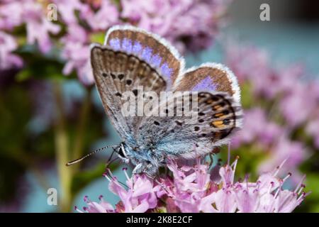 Silberbeschlagener blauer Geissklee-Schmetterling mit geschlossenen Flügeln, die links gesichtet auf rosa Blüten sitzen Stockfoto