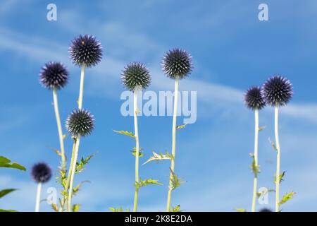 Blauer Globus stistle mehrere Blütenstände mit vielen lila-blauen Blüten vor einem blauen Himmel mit weißen Wolken Stockfoto