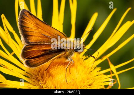 Brauner Schmetterling (Colobus), der auf einer gelben Blume sitzt und rechts sieht Stockfoto