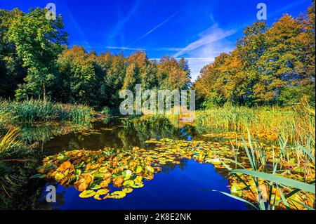 Ein kleiner Teich mit Seerosen und Schilf am Moorgarten im Herbst unter blauem Himmel, Hagenburg, Niedersachsen, Deutschland Stockfoto