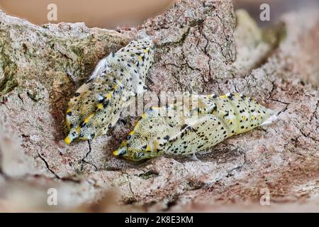 Großer Kohlschmetterling (Pieris brassicae), Tag 37, zwei Puppen auf Holzrinde, Makrofoto, Fokusstapel, Görlitz, Sachsen, Deutschland Stockfoto