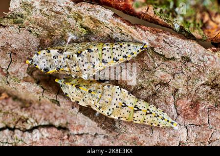 Großer Kohlschmetterling (Pieris brassicae), Tag 34, zwei Puppen auf Holzrinde, Makrofoto, Fokusstapel, Görlitz, Sachsen, Deutschland Stockfoto