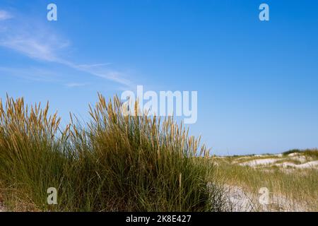 Nahaufnahme des Strandes oder des Marrammgrases, auch Ammophila arenaria oder Strandhafer genannt Stockfoto