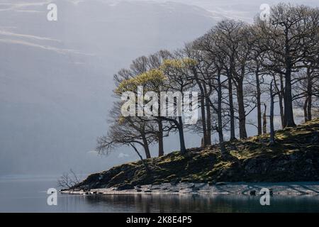 Bäume im Frühlingslicht am Ufer von Derwentwater, English Lake District Stockfoto