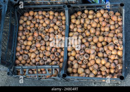 Frisch gepflückte reife Mispel (mespilus germanica)-Fruchtarten Stockfoto