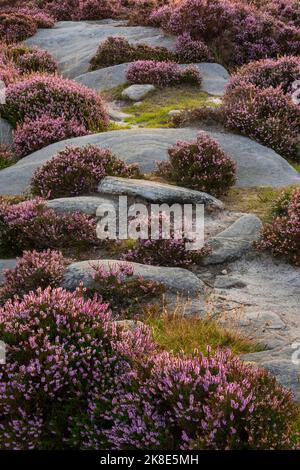 Atemberaubender spätsommerlicher Sonnenaufgang im Peak District über blühenden Heidefeldern rund um Higger Tor und Burbage Edge Stockfoto