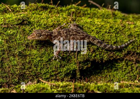 Großkopfgecko (Paroedura oviceps), Montagne d Ambra, Madagaskar Stockfoto