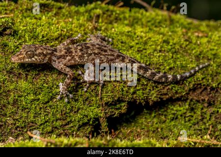 Großkopfgecko (Paroedura oviceps), Montagne d Ambra, Madagaskar Stockfoto