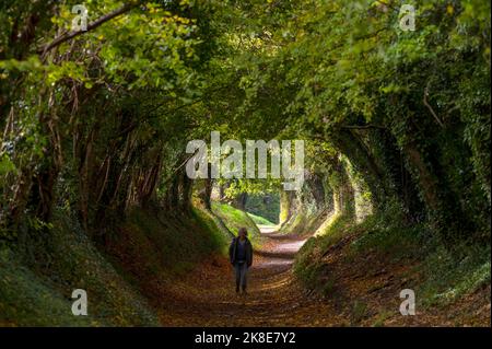 Der berühmte Torbogen der Bäume an der alten Roman Road in Halnaker im Herbst auf den South Downs in der Nähe von Chichester West Sussex England UK Foto aufgenommen von Stockfoto