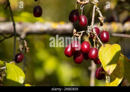 Nahaufnahme von roten und reifen Kornelkirschen, auch Cornus Mas genannt Stockfoto