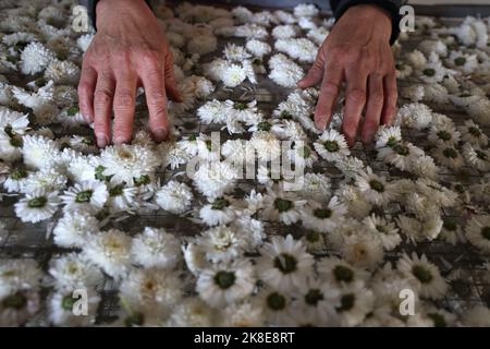 BINZHOU, CHINA - 23. OKTOBER 2022 - Ein Landwirt trocknet Chrysanthemen in Binzhou, der ostchinesischen Provinz Shandong, 23. Oktober 2022. Stockfoto