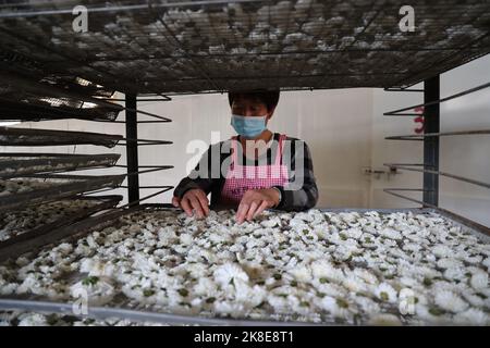 BINZHOU, CHINA - 23. OKTOBER 2022 - Ein Landwirt trocknet Chrysanthemen in Binzhou, der ostchinesischen Provinz Shandong, 23. Oktober 2022. Stockfoto