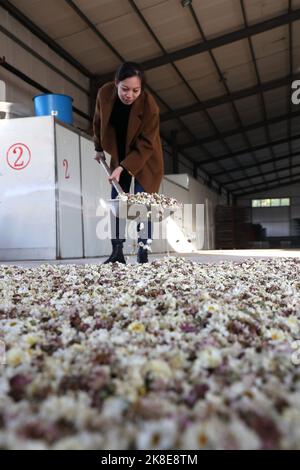 BINZHOU, CHINA - 23. OKTOBER 2022 - Ein Landwirt trocknet Chrysanthemen in Binzhou, der ostchinesischen Provinz Shandong, 23. Oktober 2022. Stockfoto