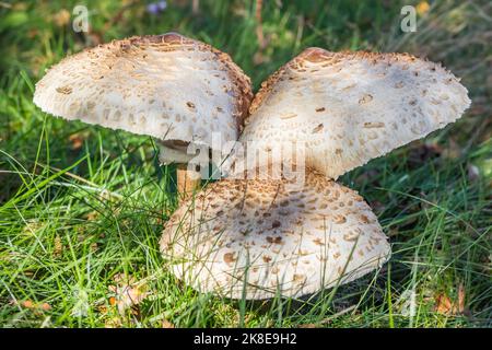 Parasolpilze (Lepiota Procera oder Macrolepiota Procera) im Gras bei Schipborg, Niederlande Stockfoto