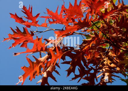 Quercus palustris Red Leaves Oak, Sumpfeiche, Pin Oak, Quercus palustris, Herbst, Zweige, Baumquercus hinterlässt Eichenblätter Laub Stockfoto